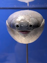 特別展「大絶滅展―生命史のビッグファイブ」に投稿された画像（2026/2/24）