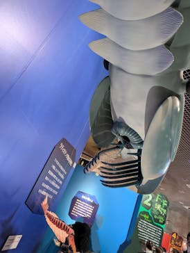 特別展「大絶滅展―生命史のビッグファイブ」に投稿された画像（2026/2/24）
