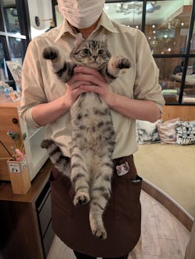 猫カフェモカ　池袋東口店に投稿された画像（2026/2/24）