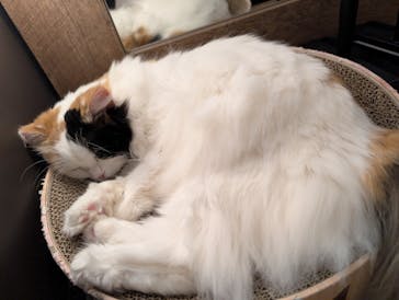 猫カフェモカ　池袋東口店に投稿された画像（2026/2/24）