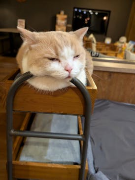 猫カフェモカ　池袋東口店に投稿された画像（2026/2/24）