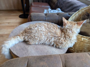 猫カフェモカ　池袋東口店に投稿された画像（2026/2/24）