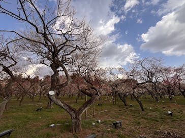 偕楽園本園に投稿された画像（2026/2/24）
