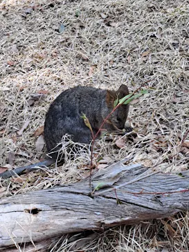 こども動物自然公園（埼玉県公園緑地協会）に投稿された画像（2026/2/24）