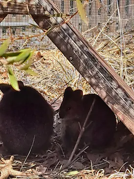 こども動物自然公園（埼玉県公園緑地協会）に投稿された画像（2026/2/24）