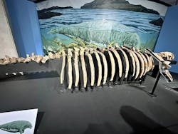 特別展「大絶滅展―生命史のビッグファイブ」に投稿された画像（2026/2/24）