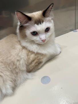 Cat Café MOFF コクーンシティさいたま新都心店に投稿された画像（2026/2/24）