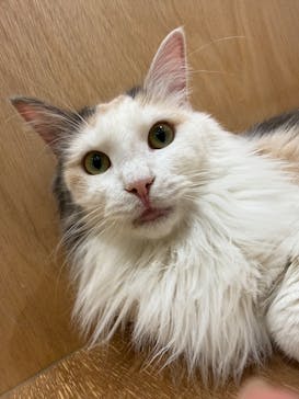 Cat Café MOFF コクーンシティさいたま新都心店に投稿された画像（2026/2/24）