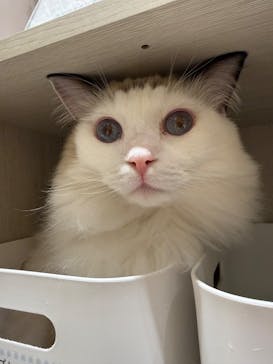 Cat Café MOFF コクーンシティさいたま新都心店に投稿された画像（2026/2/24）