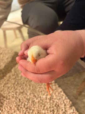 Moff animal cafe イオンモール幕張新都心店に投稿された画像（2026/2/25）