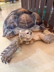 Moff animal cafe イオンモール幕張新都心店に投稿された画像（2026/2/25）