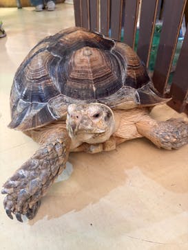 Moff animal cafe イオンモール幕張新都心店に投稿された画像（2026/2/25）