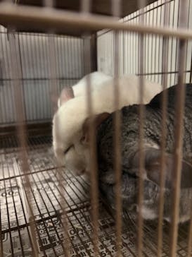 Moff animal cafe イオンモール幕張新都心店に投稿された画像（2026/2/25）