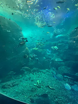 新江ノ島水族館に投稿された画像（2026/2/25）