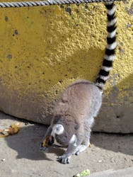 しろとり動物園に投稿された画像（2026/2/25）