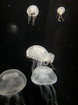 環境水族館アクアマリンふくしまに投稿された画像（2026/2/25）