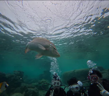 武藤潜水に投稿された画像（2026/2/25）