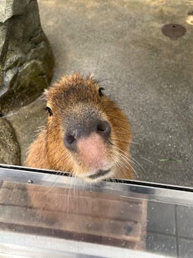 世界淡水魚園水族館　アクア・トトぎふに投稿された画像（2026/2/25）