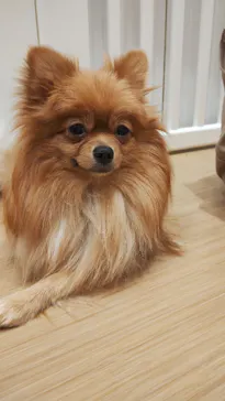 いぬカフェRio 広島店に投稿された画像（2026/2/25）