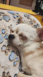 いぬカフェRio 広島店に投稿された画像（2026/2/25）