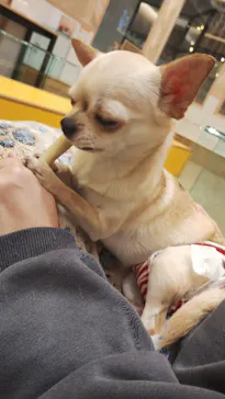 いぬカフェRio 広島店に投稿された画像（2026/2/25）