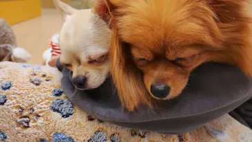 いぬカフェRio 広島店に投稿された画像（2026/2/25）