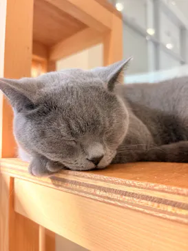 Cat Café MOFF イオンモールナゴヤドーム前店に投稿された画像（2026/2/25）