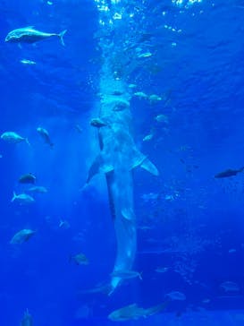 沖縄美ら海水族館に投稿された画像（2026/2/25）