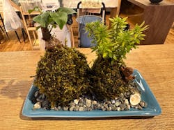 伊勢夫婦岩めおと横丁　めおと岩アクティビティに投稿された画像（2026/2/25）