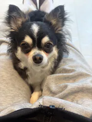 いぬカフェRio 原宿竹下通り店に投稿された画像（2026/2/25）