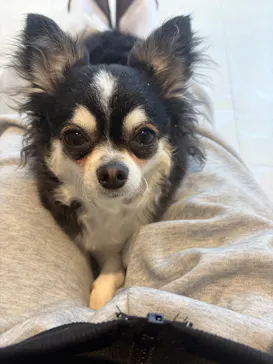 いぬカフェRio 原宿竹下通り店に投稿された画像（2026/2/25）