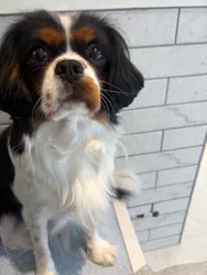 いぬカフェRio 原宿竹下通り店に投稿された画像（2026/2/25）