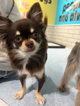 いぬカフェRio 原宿竹下通り店に投稿された画像（2026/2/25）