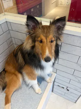 いぬカフェRio 原宿竹下通り店に投稿された画像（2026/2/25）