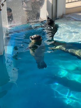 越前松島水族館に投稿された画像（2026/2/25）