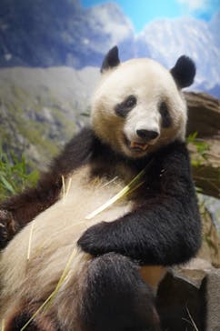 恩賜上野動物園に投稿された画像（2026/2/25）