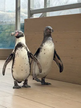 仙台うみの杜水族館に投稿された画像（2026/2/25）