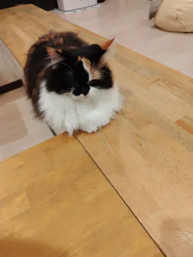 猫カフェPuchiMarry　名古屋大須店に投稿された画像（2026/2/25）