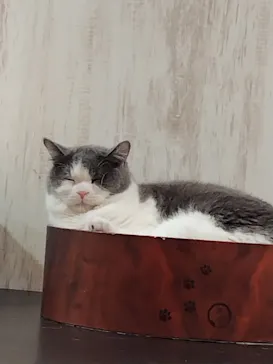 猫カフェPuchiMarry　名古屋大須店に投稿された画像（2026/2/25）