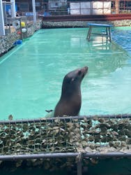 あわしまマリンパークに投稿された画像（2026/2/26）