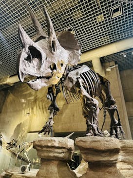 国立科学博物館に投稿された画像（2026/2/26）