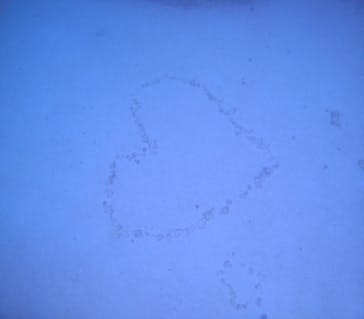 沖縄マリンサービスTI.OCEANに投稿された画像（2026/2/26）