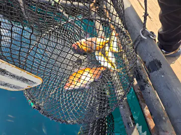 海上釣り 堀太公望に投稿された画像（2026/2/26）