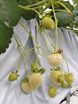 strawberry lab ～farmlab ikaho factory～に投稿された画像（2026/2/26）