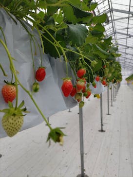 strawberry lab ～farmlab ikaho factory～に投稿された画像（2026/2/26）