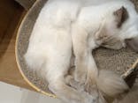 Cat Café MOFF コクーンシティさいたま新都心店に投稿された画像（2026/2/27）