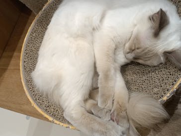 Cat Café MOFF コクーンシティさいたま新都心店に投稿された画像（2026/2/26）