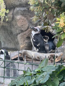サンシャイン水族館に投稿された画像（2026/2/27）