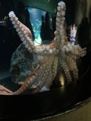 サンシャイン水族館に投稿された画像（2026/2/27）