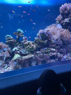 サンシャイン水族館に投稿された画像（2026/2/27）